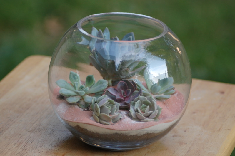 glass succulent terrarium, table terrarium for