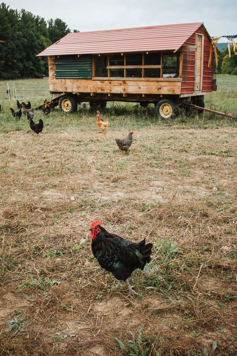 A New York farm to table wedding at the couple's own farm