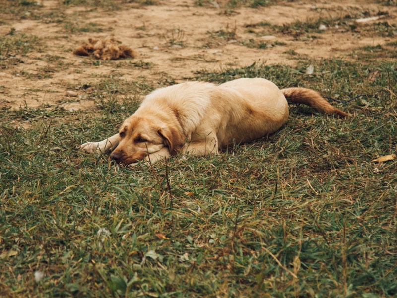 A New York farm-to-table wedding at the couple's own farm