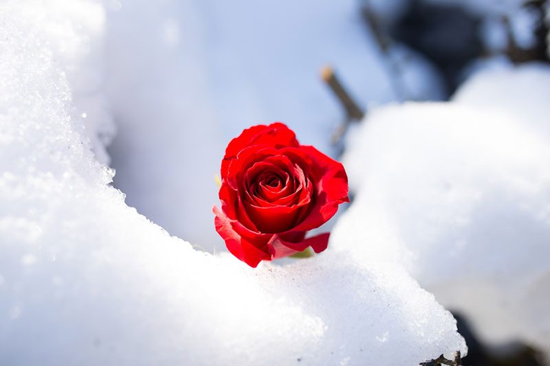 Beauty and the Beast wedding inspiration