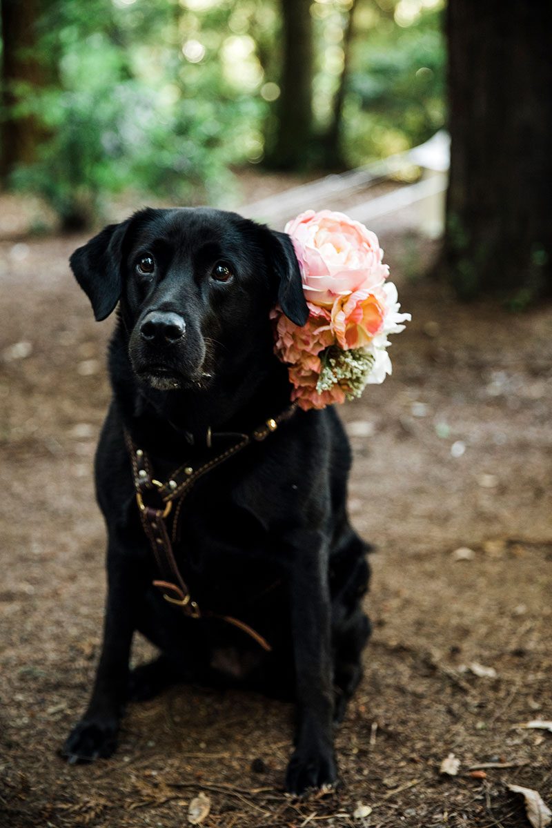 A summer solstice camping wedding in the redwoods