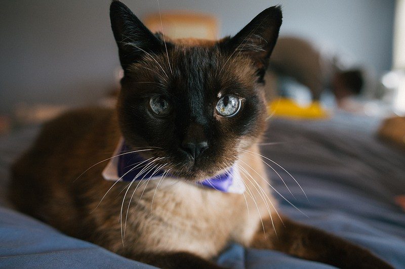 Paying homage to your pets when they have to be MIA on your wedding day