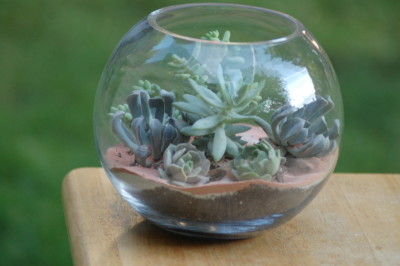 succulent terrarium 047