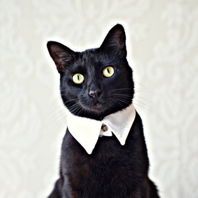 cat wedding collar - Fellow ailurophiles: Add these cat wedding details to your list right MEOW cat wedding collar