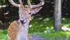 14711060454 afdb75ae1e k - In defense of STAG AND DOE parties: How a buck and doe party saved my wedding 14711060454 afdb75ae1e k