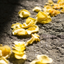 Yellow brick road-inspired aisle as seen on @offbeatbride