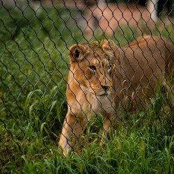 Alyssa GEoff 1402 - Find out how this zoo wedding convinced us to love "garbage plates" Zoo wedding as seen on @offbeatbride