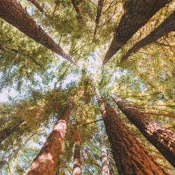 SHANNON AND JEN 313 - These two brides had a rustic redwoods wedding (despite a big challenge with some fiddlers!) Rustic redwoods wedding as seen on @offbeatbride