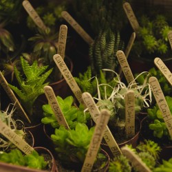 DSC 0050sdfgsdfg - A green house wedding shower: best idea or bestest idea? A greenhouse wedding shower as seen on @offbeatbride #wedding #shower