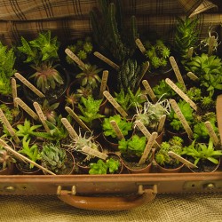 DSC 0053sdfgsdfg - A green house wedding shower: best idea or bestest idea? A greenhouse wedding shower as seen on @offbeatbride #wedding #shower