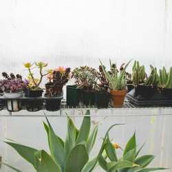 DSC 0067sdfgsdfg - A green house wedding shower: best idea or bestest idea? A greenhouse wedding shower as seen on @offbeatbride #wedding #shower