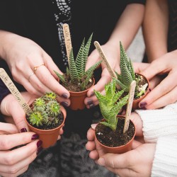 DSC 0385sdfgsdfg - A green house wedding shower: best idea or bestest idea? A greenhouse wedding shower as seen on @offbeatbride #wedding #shower
