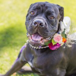 Hatmaker Doherty Stevi Sayler Photography MelissaLaurenWeddingTopPicks28 low - These two ladies (and their flower pooches!) rocked the most beautiful outdoor wedding A beautiful outdoor wedding as seen on @offbeatbride #outdoor #wedding #lgbt