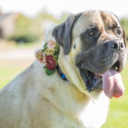Hatmaker Doherty Stevi Sayler Photography MelissaLaurenWeddingTopPicks29 low - These two ladies (and their flower pooches!) rocked the most beautiful outdoor wedding A beautiful outdoor wedding as seen on @offbeatbride #outdoor #wedding #lgbt
