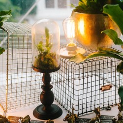 Lillian Jon Submission Zac Wolf 22 - Cats and creatures errrrywhere at this woodland forest wedding Cats and creatures errrrywhere at this woodland forest wedding as seen on @offbeatbride #weddings #cats