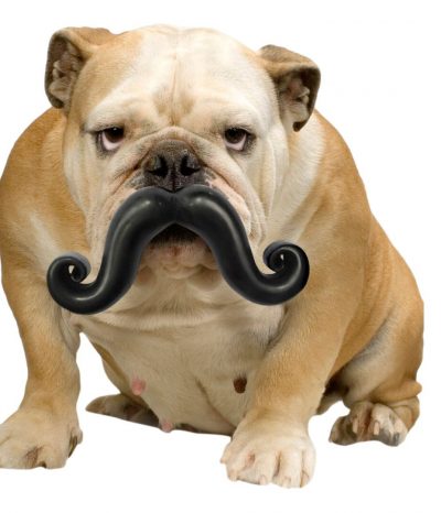 Dog gifts for your wedding registry as seen on @offbeatbride