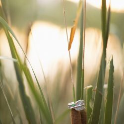 This satyr cosplay engagement brings serious magic to our cosplay-loving hearts