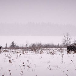 034 victory bison - A frostbitten Canadian national park elopement (with bison!) A frostbitten Canadian park elopement (with bison!)