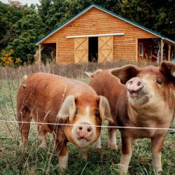 MG 2483 - A New York farm-to-table wedding at the couple's own farm MG 2483