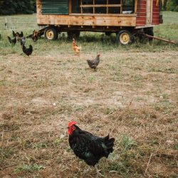 MG 2492 1 - A New York farm-to-table wedding at the couple's own farm A New York farm to table wedding at the couple's own farm