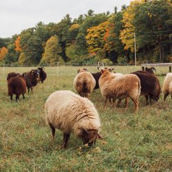 MG 2536 - A New York farm-to-table wedding at the couple's own farm A New York farm to table wedding at the couple's own farm