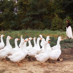 MG 2924 2 - A New York farm-to-table wedding at the couple's own farm A New York farm to table wedding at the couple's own farm