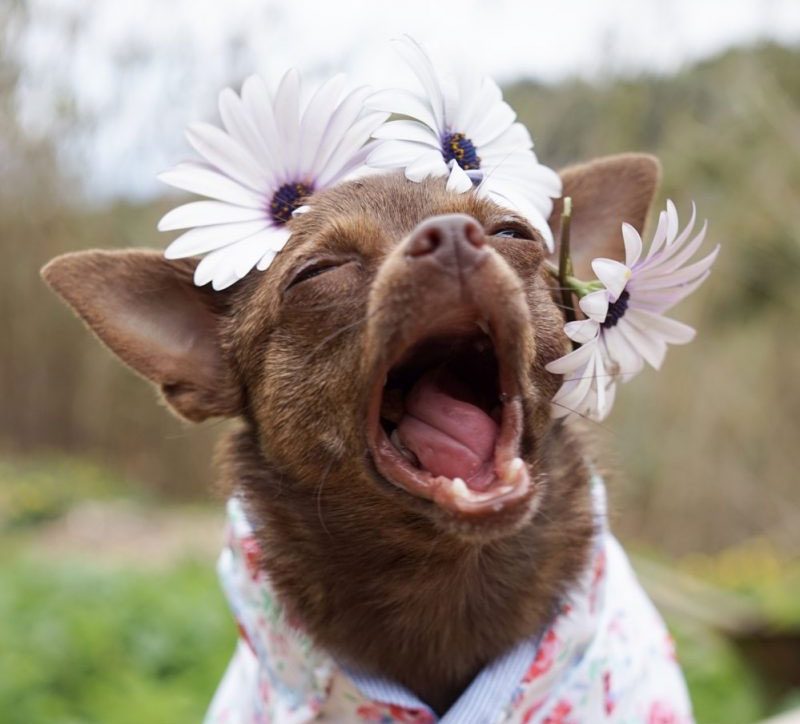 Your dog of honor just might need this dapper pupper formal wear