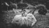 14388357006 9e5ef06cf3 c - How "all about the bride" is not about the bride at all 14388357006 9e5ef06cf3 c