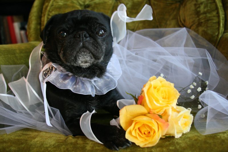 10 tips for how to handle me now that I’m a bride