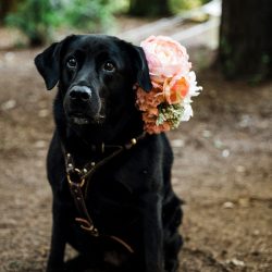 1800W 0D0A7538 - A summer solstice glamping elopement in the redwoods A summer solstice camping wedding in the redwoods