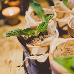 RECEPTION 6577 - Get lost in the greenery at this herbal garden wedding (and see how they scored the perfect disability-friendly venue!) Get lost in the greenery at this herb themed wedding