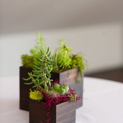 Succulents, wishing trees, & a zither at this California wedding