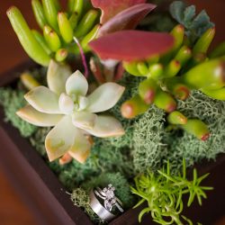 Succulents, wishing trees, & a zither at this California wedding