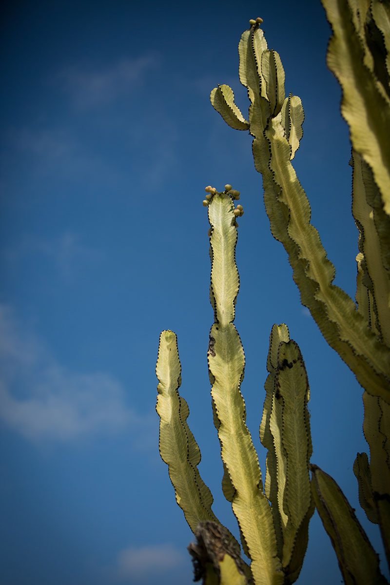 Tip a hat to this peacock, cowboys, and cacti wedding in San Diego