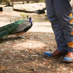 Leo Carrillo Wedding 49 of 927 - Tip a hat to this peacock, cowboys, and cacti wedding in San Diego Tip a hat to this peacock, cowboys, and cacti wedding in San Diego