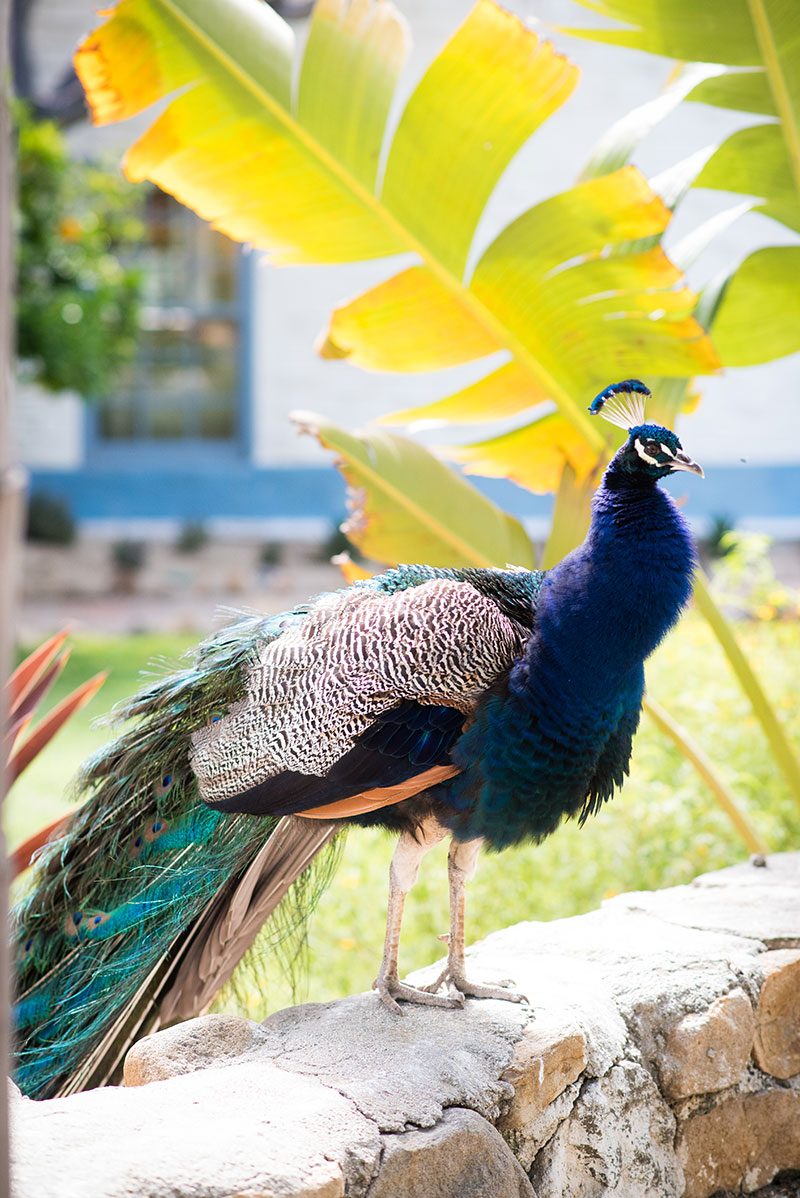Tip a hat to this peacock, cowboys, and cacti wedding in San Diego