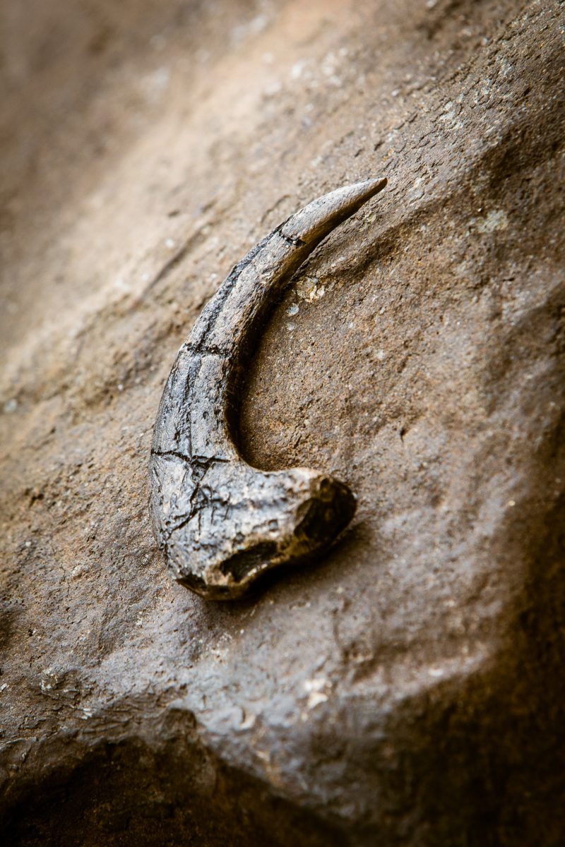 Two film lovers had a Hawaiian Jurassic Park wedding at the REAL film location