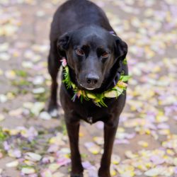 Niven Fairmain RebeccaMariePhotography RMP5326 big - Don't miss the floral dresses, colorful art, and live band at this adorable Colorado wedding Don't miss the floral dresses, colorful art, and live band at this adorable Colorado wedding