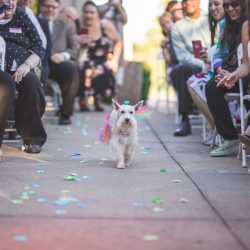 Waite Bradley eGoldenMomentsPhotography PeggyShawnBestof73 big - Don't miss the tutu-wearing ring dog at this colorful, retro wedding Don't miss the tutu-wearing ring dog at this colorful, retro wedding
