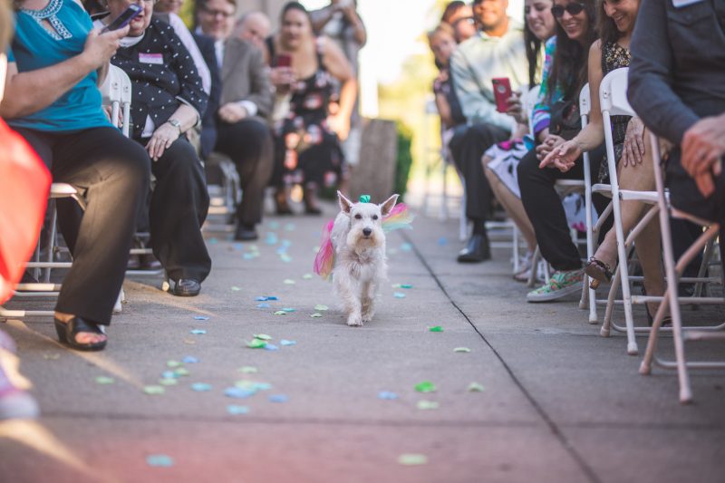 Don't miss the tutu-wearing ring dog at this colorful, retro wedding