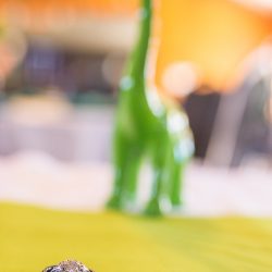 Waite Bradley eGoldenMomentsPhotography PeggyShawnBestof8 big - Don't miss the tutu-wearing ring dog at this colorful, retro wedding Don't miss the tutu-wearing ring dog at this colorful wedding