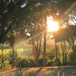This Sonoma County destination wedding itinerary will have you scrambling to plan a wine country wedding (Part 1!)