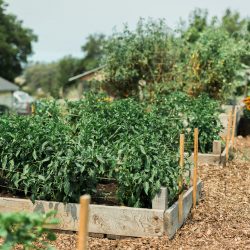 This Sonoma County destination wedding itinerary will have you scrambling to plan a wine country wedding (Part 1!)