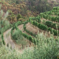 This Sonoma County destination wedding itinerary will have you scrambling to plan a wine country wedding (Part 1!)