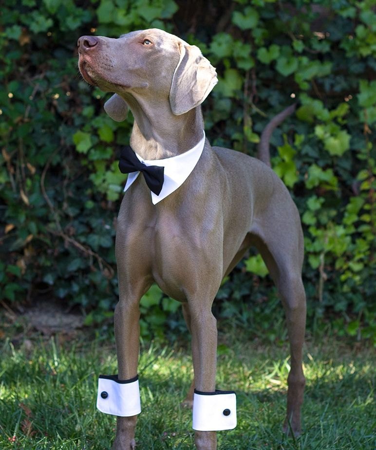 7 fur-tastic ways to include your pet in the wedding day 8 from Offbeat Wed (formerly Offbeat Bride) ways to include your pet in the wedding day