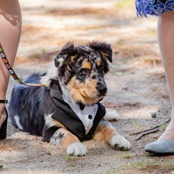 Turtles! Brunch! Dogs in ties! This rainbow lesbian wedding is all about furever love