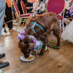 Turtles! Brunch! Dogs in ties! This rainbow lesbian wedding is all about furever love