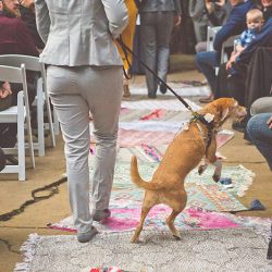 20190119 MG 9921 - Spot all of the nerdy touches and adorable dogs at this wedding in the Redwoods Spot all of the nerdy touches and adorable dogs at this wedding in the Redwoods