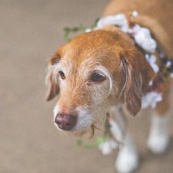20190119 MG 9970 - Spot all of the nerdy touches and adorable dogs at this wedding in the Redwoods Spot all of the nerdy touches and adorable dogs at this wedding in the Redwoods