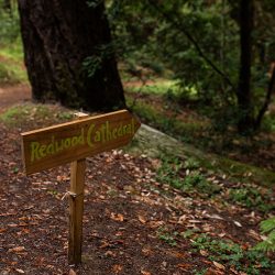 OffbeatWeddingPhotographer EllaSophie CampNovarro Redwoods Mendocino BD08 - A rustic meets glam fall camping wedding in Mendocino, CA A rustic meets glam camping Hallowedding in Mendocino, CA